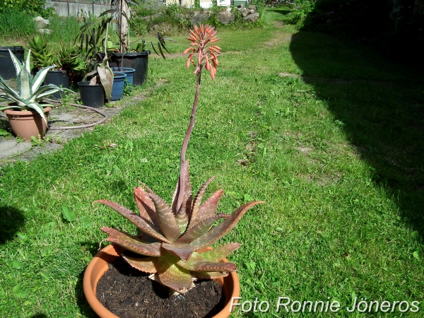 Aloe maculata